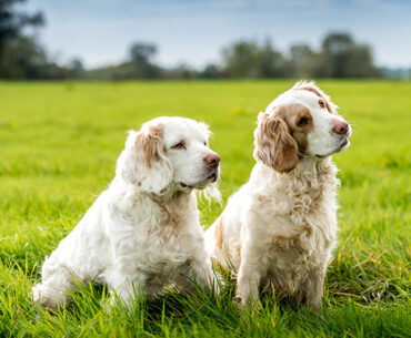 Clumber Spaniel Puppies for Sale