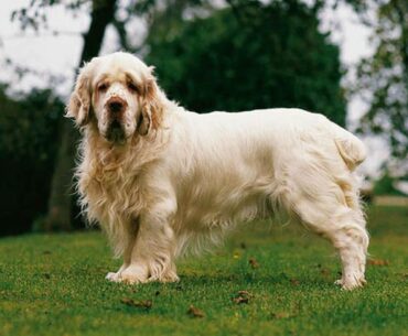 A Deep Dive into Clumber Spaniel Price: A Breakdown of Expenses for Prospective Pet Parents