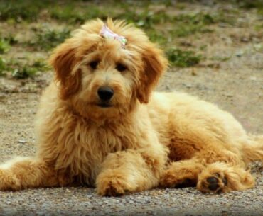 Golden Portuguese Water Dog in Focus: Unveiling 5 Exclusive Body Traits, Training and Exercise Needs