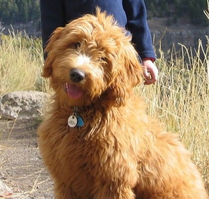 Golden Portuguese Water Dog in Focus: Unveiling 5 Exclusive Body Traits, Training and Exercise Needs