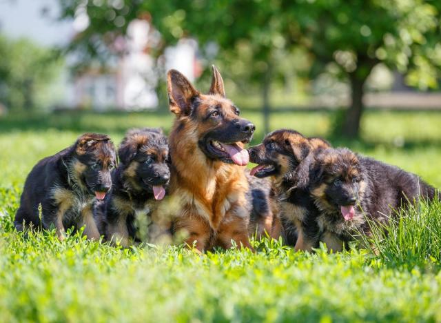 King Shepherd Puppies for Sale - 6 Comprehensive Things to Consider Before You Choose a King Shepherd