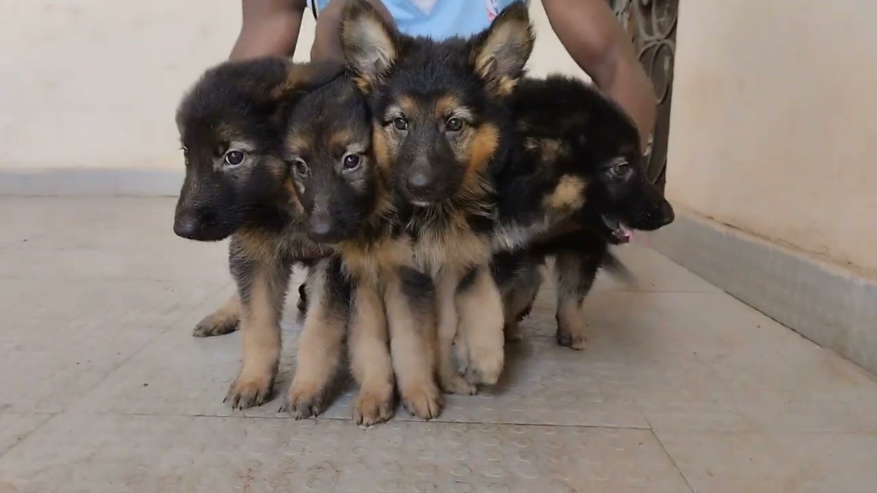 King Shepherd Puppies for Sale - 6 Comprehensive Things to Consider Before You Choose a King Shepherd