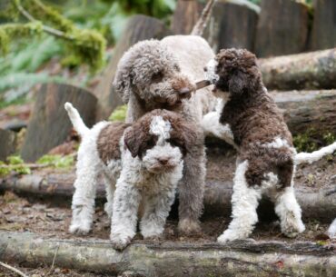 Lagotto Romagnolo Puppies: A Comprehensive Look into the Adorable Canine Breed