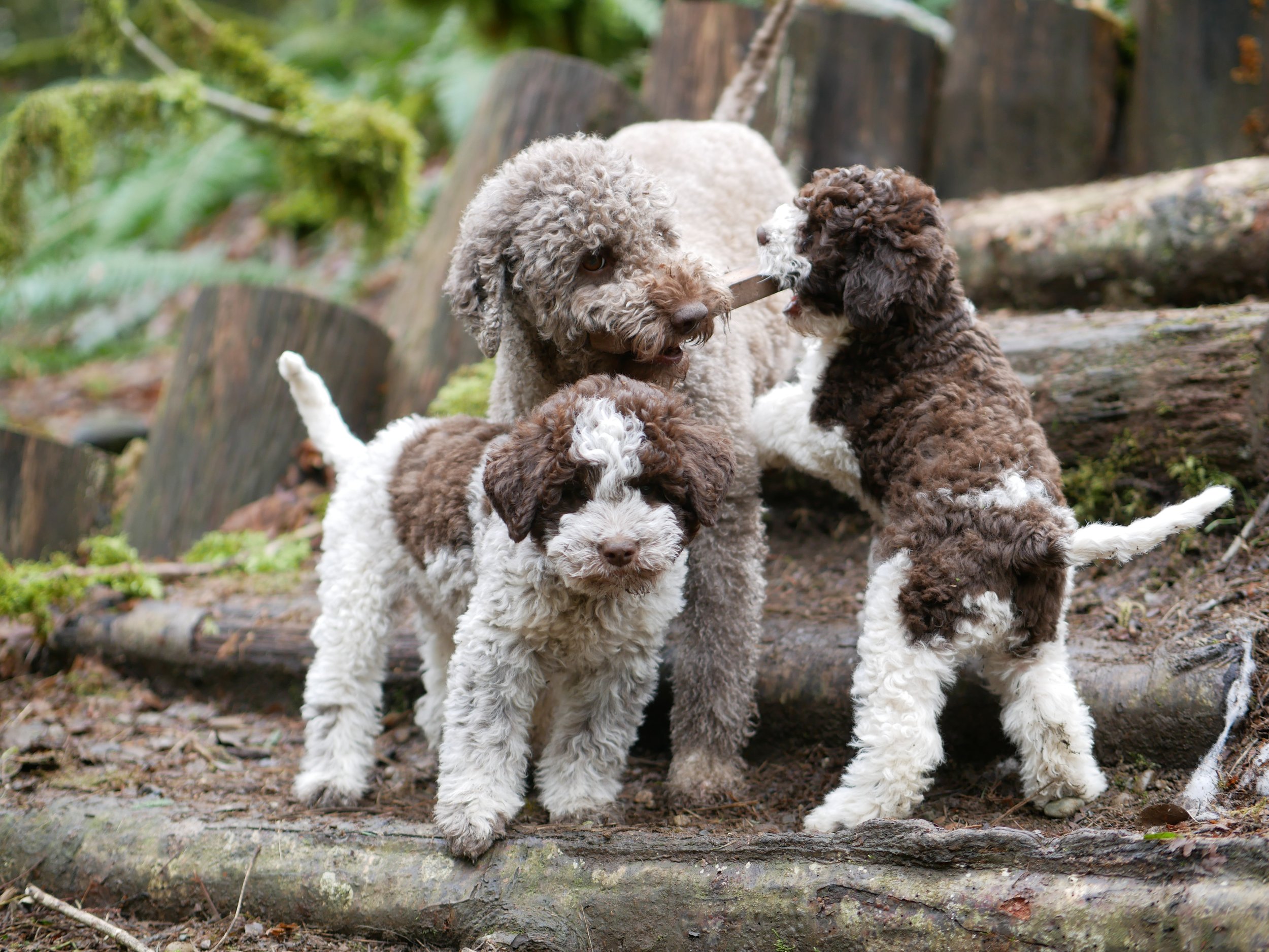 Lagotto Romagnolo Puppies: A Comprehensive Look into the Adorable Canine Breed