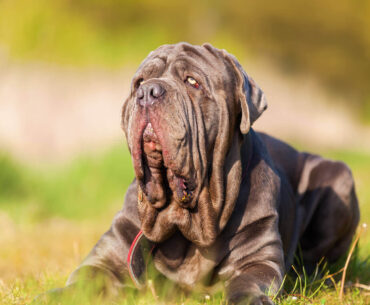 A Comprehensive Guide to Neapolitan Mastiff for Sale: What to Expect