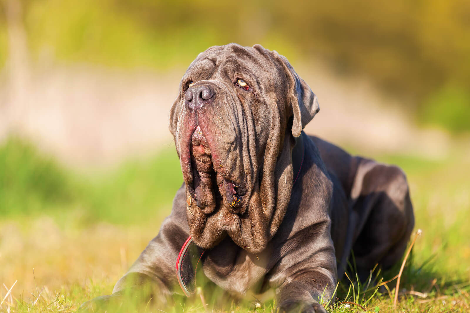 A Comprehensive Guide to Neapolitan Mastiff for Sale: What to Expect