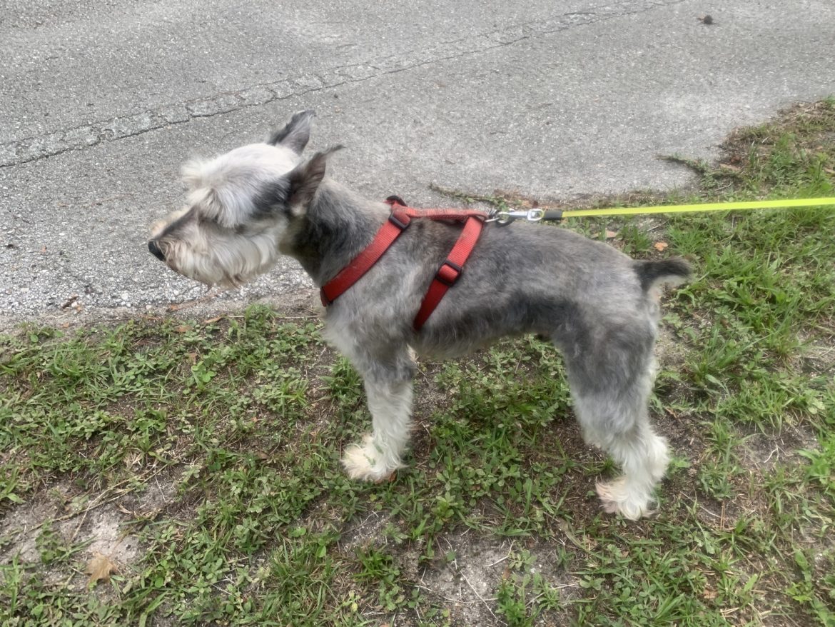 How to Groom a Miniature Schnauzer: A Miniature Schnauzer’s Guide to Looking Positively Perfect