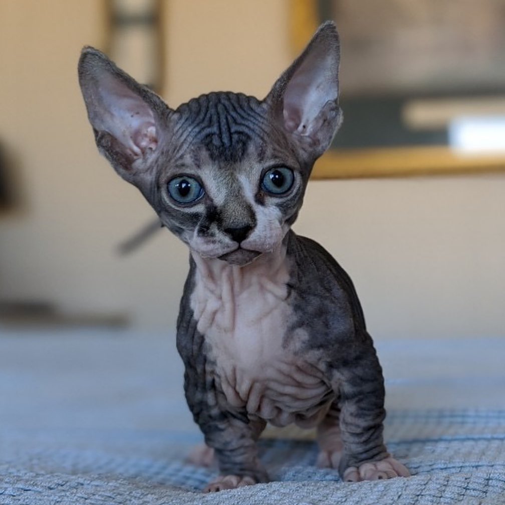 Minskin Cat for Sale: Find Your New Furry Friend Today