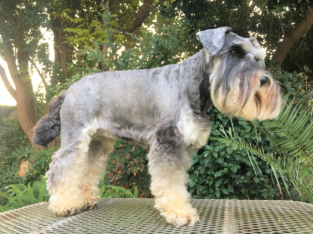 How to Groom a Miniature Schnauzer: A Miniature Schnauzer’s Guide to Looking Positively Perfect
