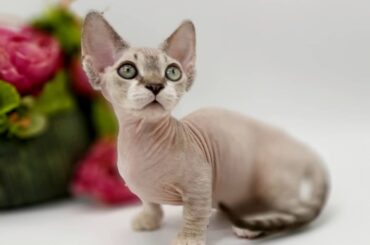 Minskin Cat Price: A Comprehensive Guide to Understanding the Investment