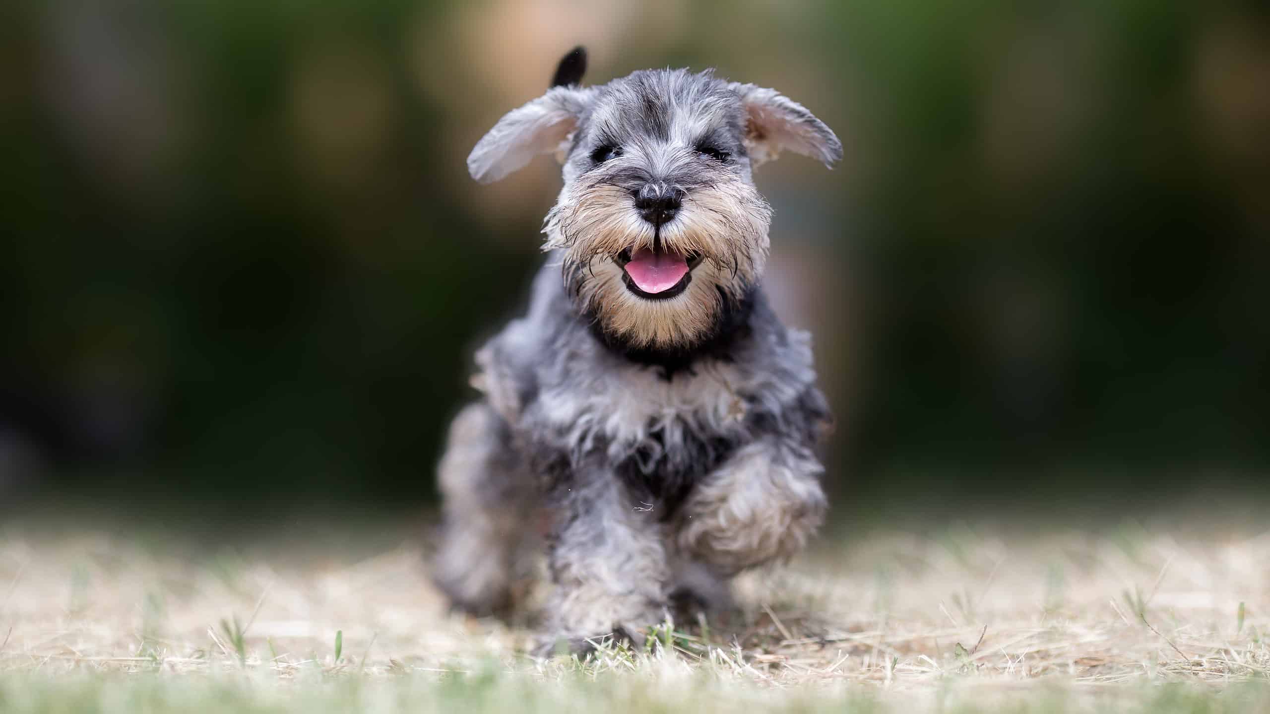 How Much is a Miniature Schnauzer in 2024? A Comprehensive Guide to Miniature Schnauzer Expenses