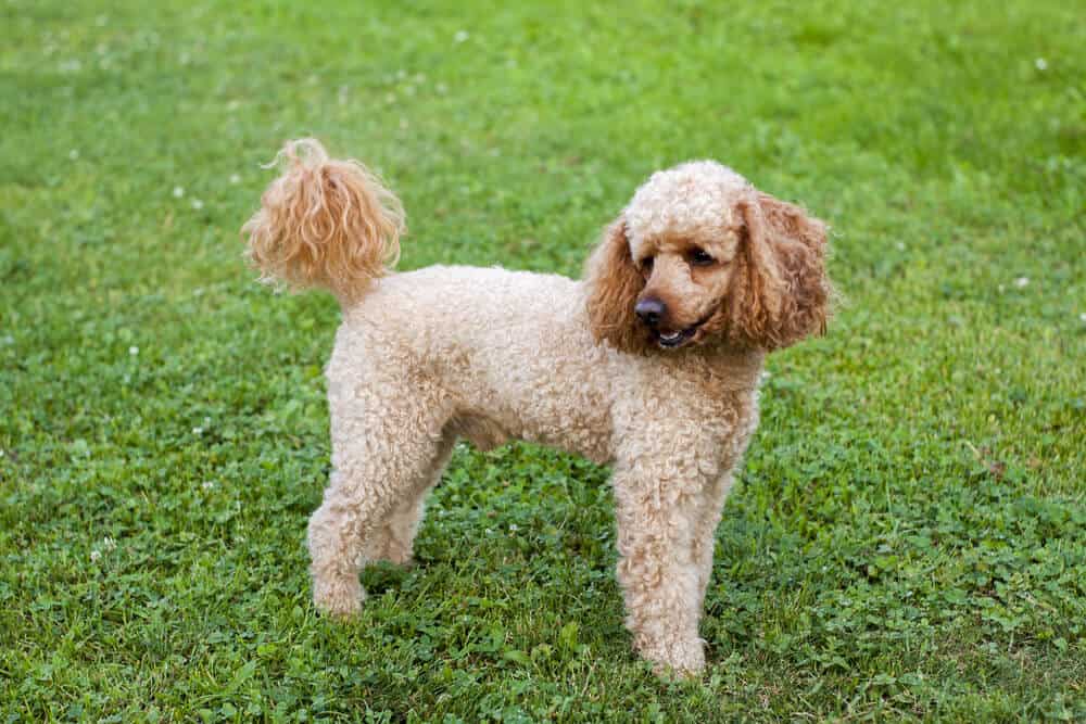 What is a Moyen Poodle? A Comprehensive Guide to this Mesmerizing Canine Breed in 2024