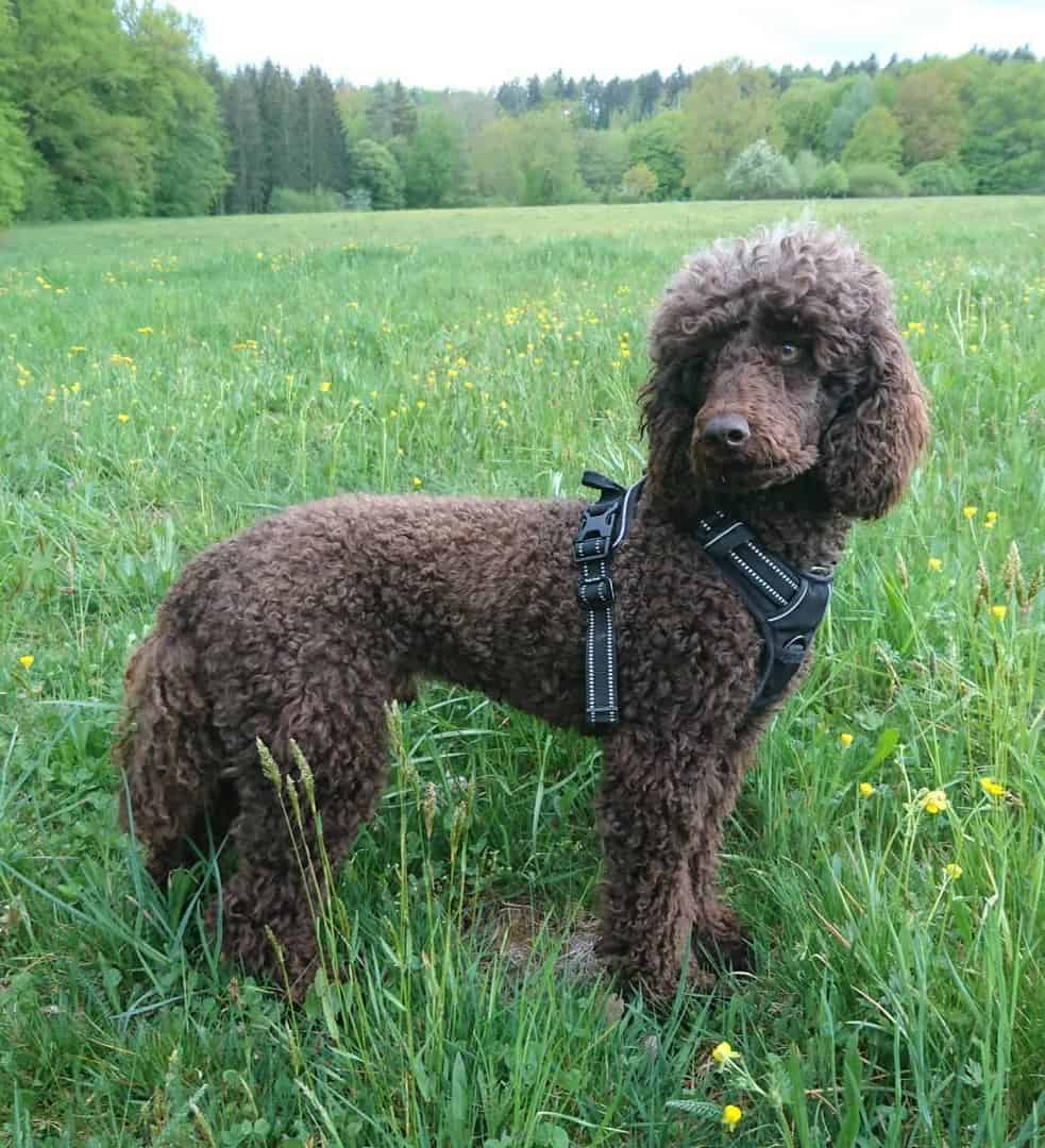 What is a Moyen Poodle? A Comprehensive Guide to this Mesmerizing Canine Breed in 2024