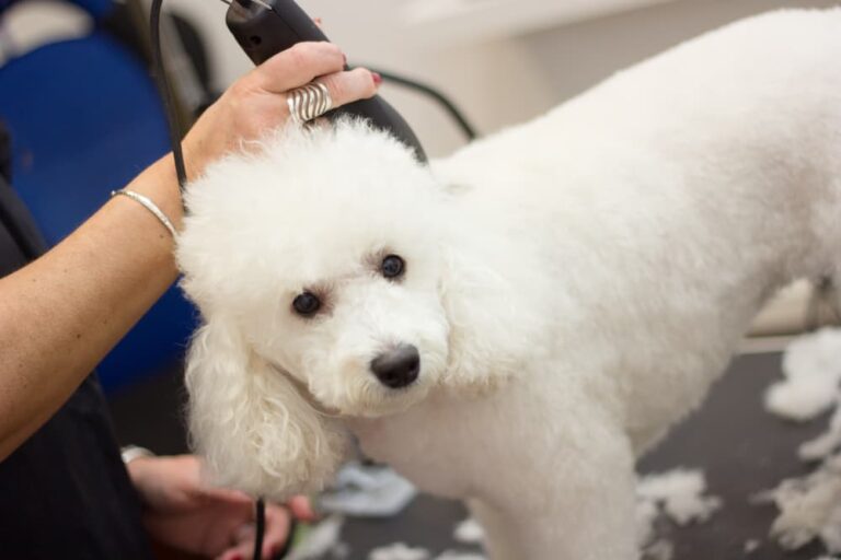 8 Exclusive Tips on How to Groom a Poodle