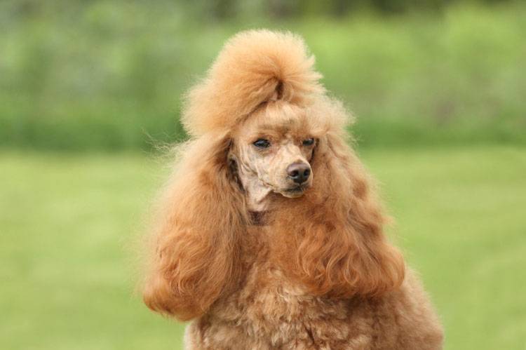 8 Exclusive Tips on How to Groom a Poodle