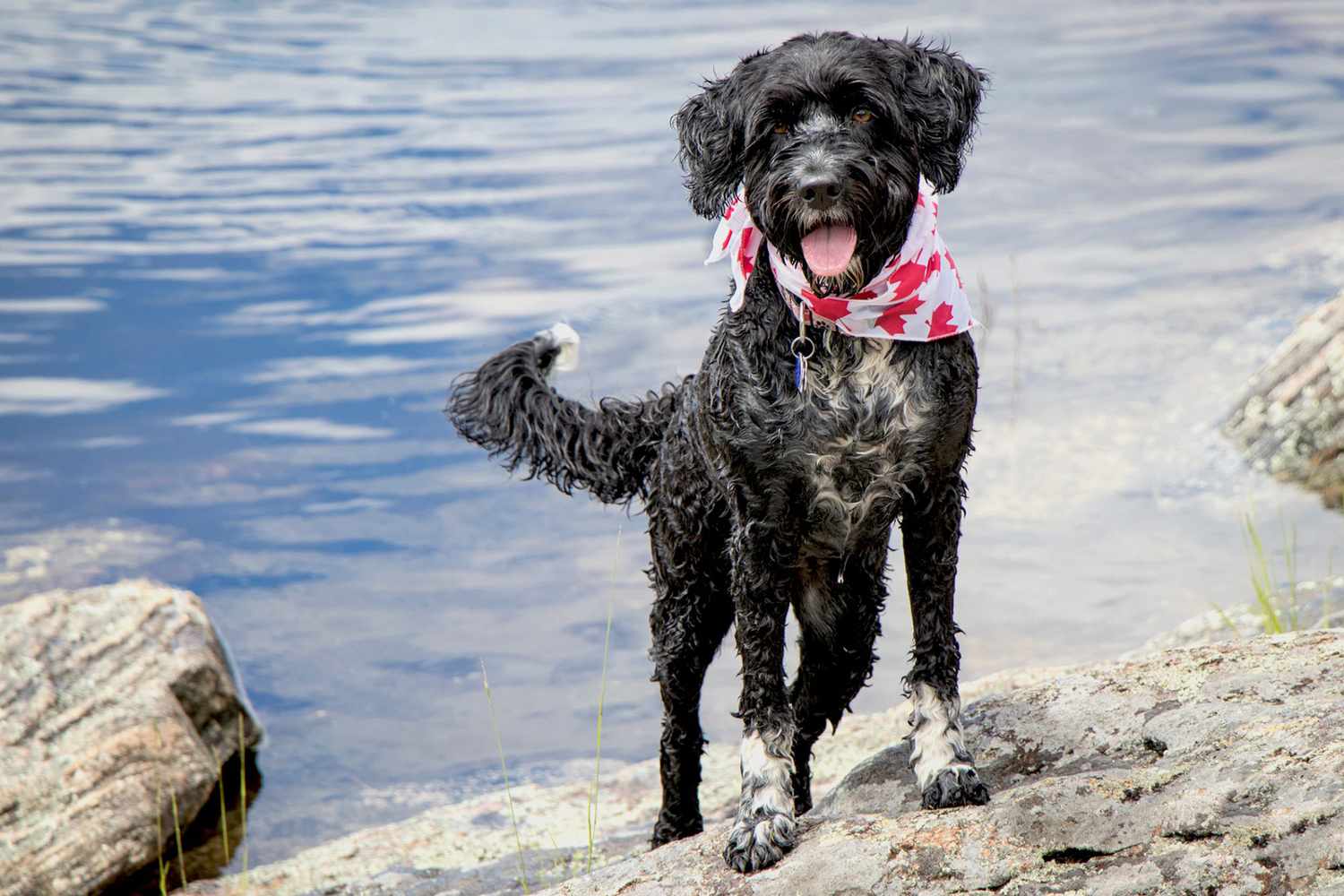 Portuguese Water Dog Breeders: 6 Essential Traits and Qualities of a Reputable Breeder