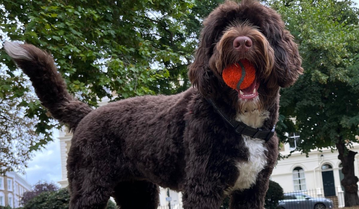 Portuguese Water Dog Breeders: 6 Essential Traits and Qualities of a Reputable Breeder