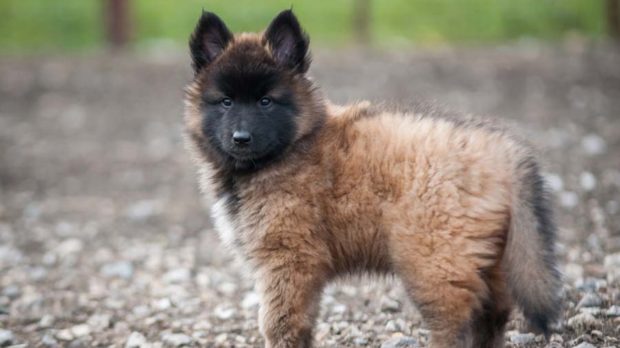 Belgian Tervuren Puppies: 5 Exclusive Characteristics and More