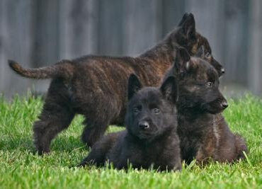 Dutch Shepherd Puppies for Sale: A Comprehensive Guide to Adopting Your Newest Family Member in 2024
