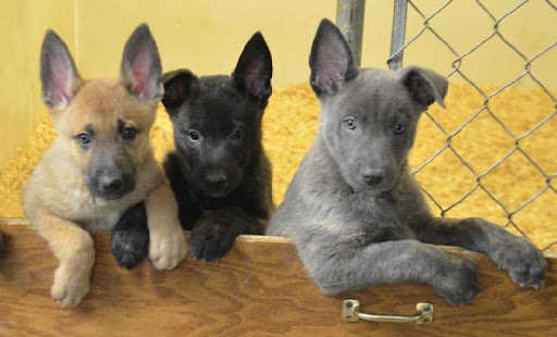 Dutch Shepherd Puppies for Sale: A Comprehensive Guide to Adopting Your Newest Family Member in 2024