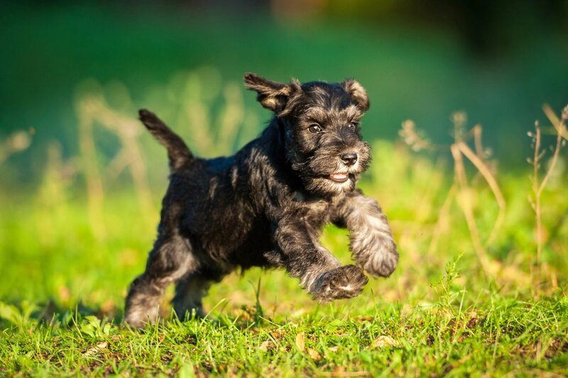 How Much is a Miniature Schnauzer in 2024? A Comprehensive Guide to Miniature Schnauzer Expenses
