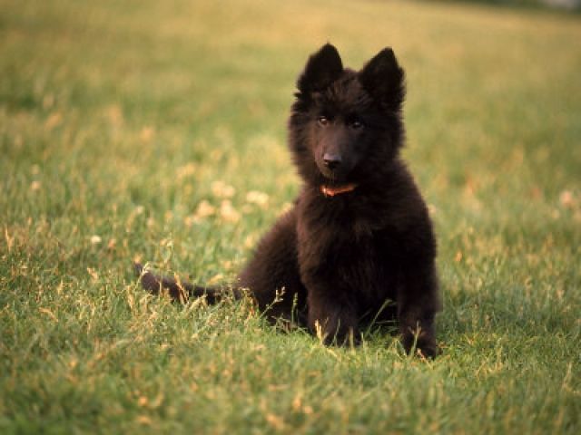  Nurturing Your Belgian Sheepdog Puppies: A Complete Guide to 5 Training Tips and Care