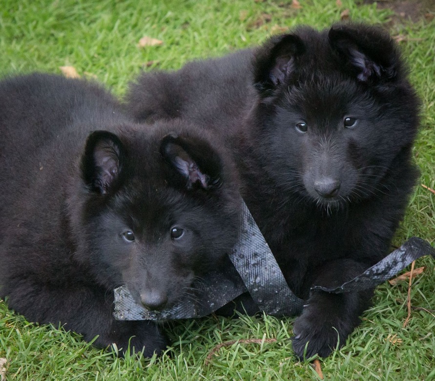  Nurturing Your Belgian Sheepdog Puppies: A Complete Guide to 5 Training Tips and Care