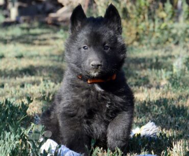 Nurturing Your Belgian Sheepdog Puppies: A Complete Guide to 5 Training Tips and Care