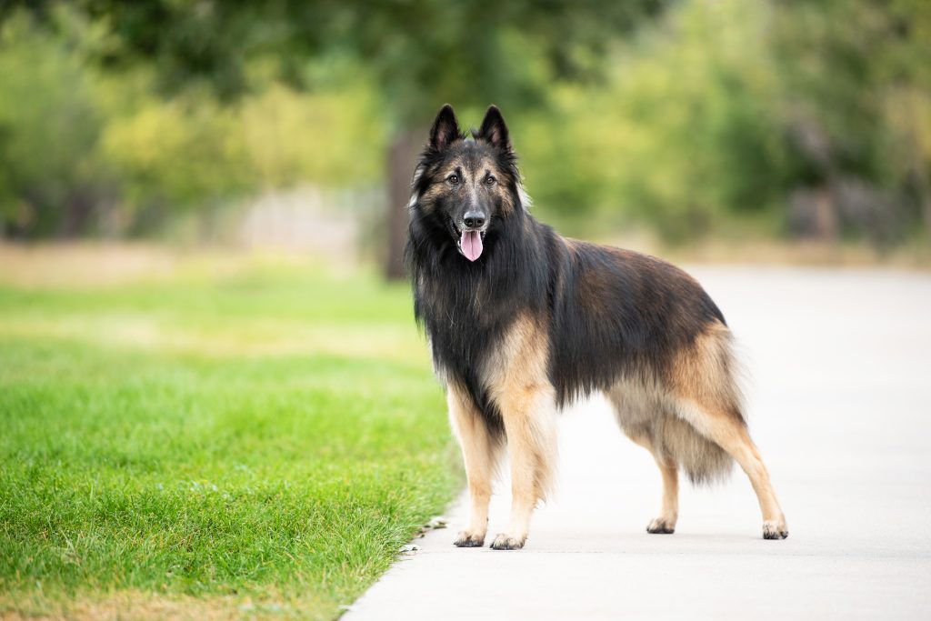 Belgian Tervuren Price Guide: 6 Factors that Shape the Investment in Canine Elegance