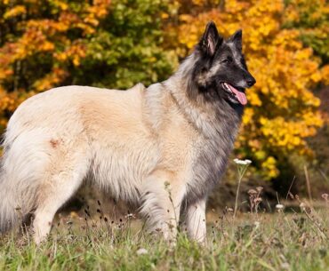Belgian Tervuren Price Guide: 6 Factors that Shape the Investment in Canine Elegance