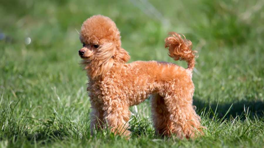 How Much is a Toy Poodle in 2024? A Comprehensive Guide to Toy Poodle Price Ranges