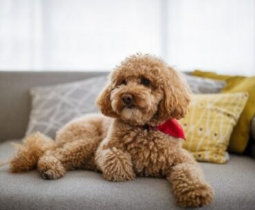 How Much is a Toy Poodle in 2024? A Comprehensive Guide to Toy Poodle Price Ranges