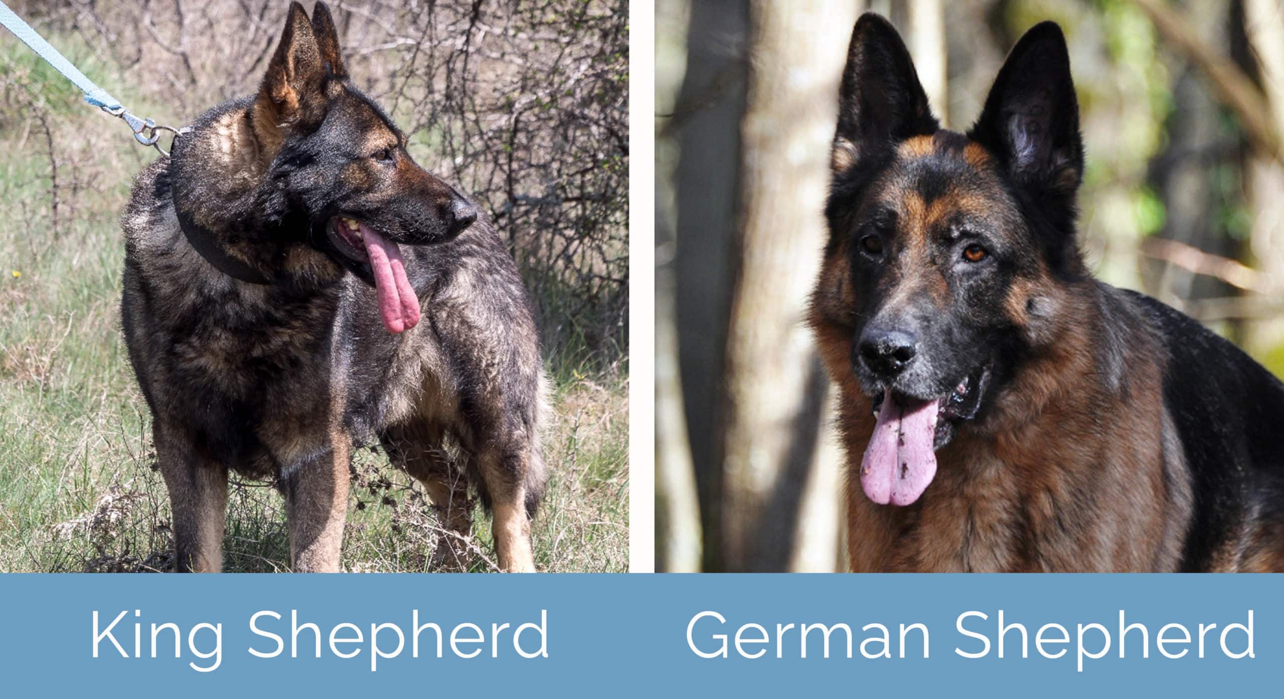 A Comprehensive Analysis of King Shepherd vs German Shepherd: Exploring the Differences of 2 Shepherds