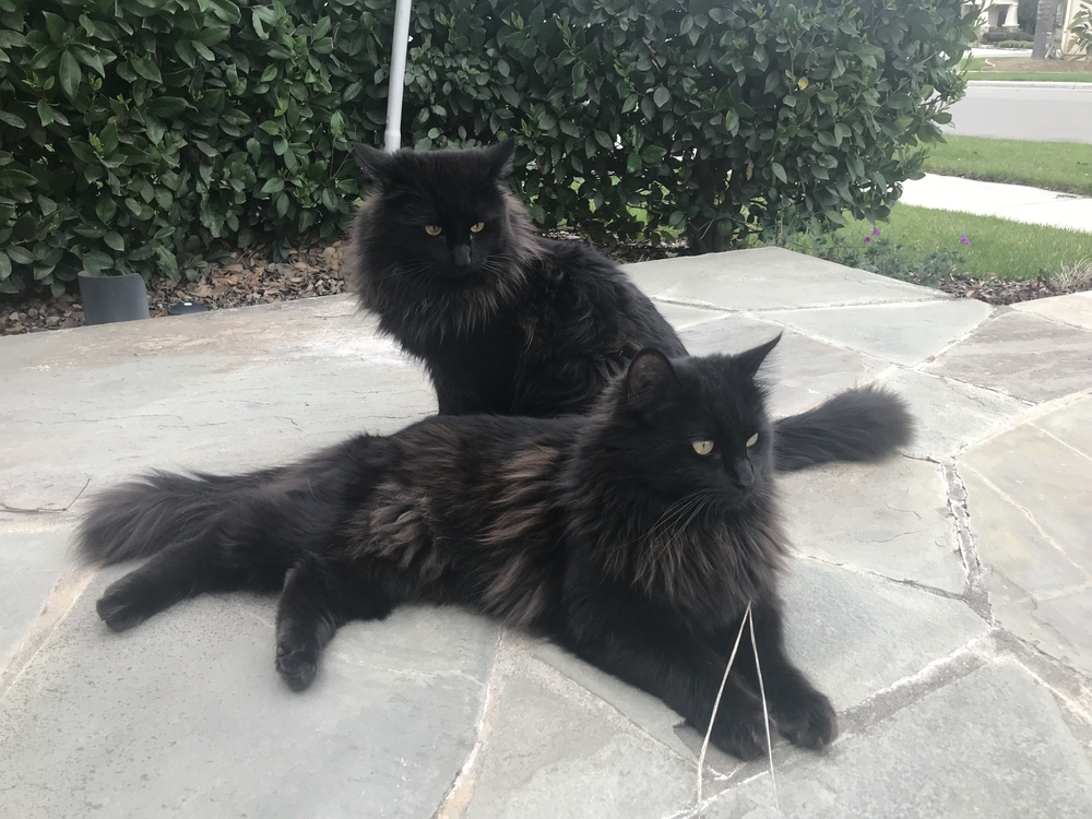 Black Ragdoll Cat Breed Information: Exclusive Appearance, Temperaments and Lots More!