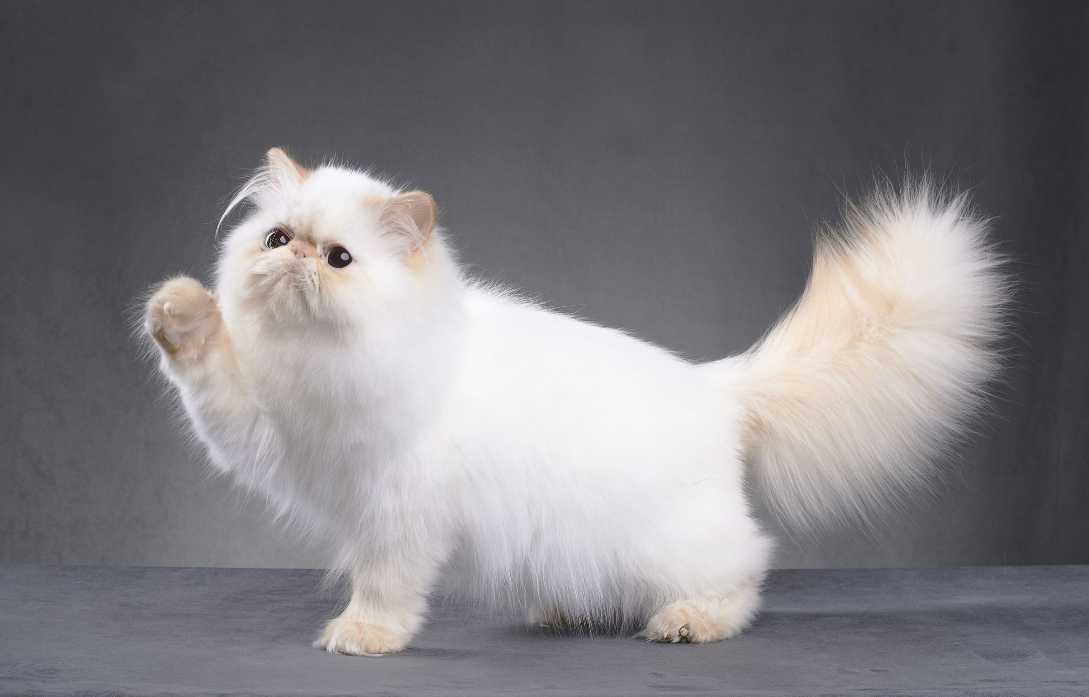black persian cat