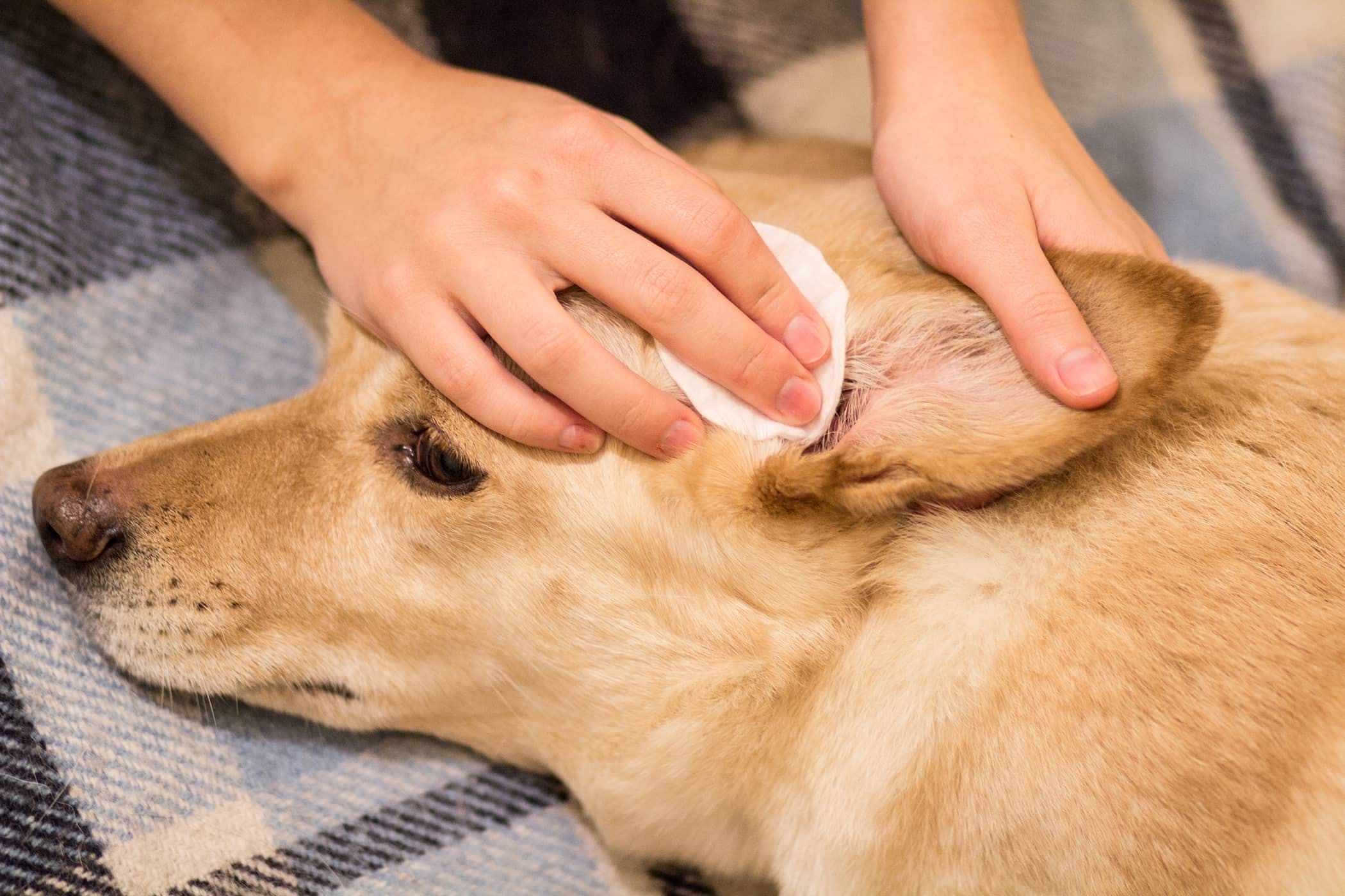 Understanding the Potentials of Coconut Oil for Dogs Ears: Unlocking 6 Amazing Benefits