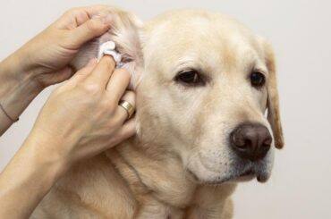 Understanding the Potentials of Coconut Oil for Dogs Ears: Unlocking 6 Amazing Benefits