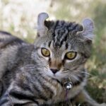 Understanding Highlander Cat Price and Worth: Unraveling 6 Exclusive Factors Influencing Them