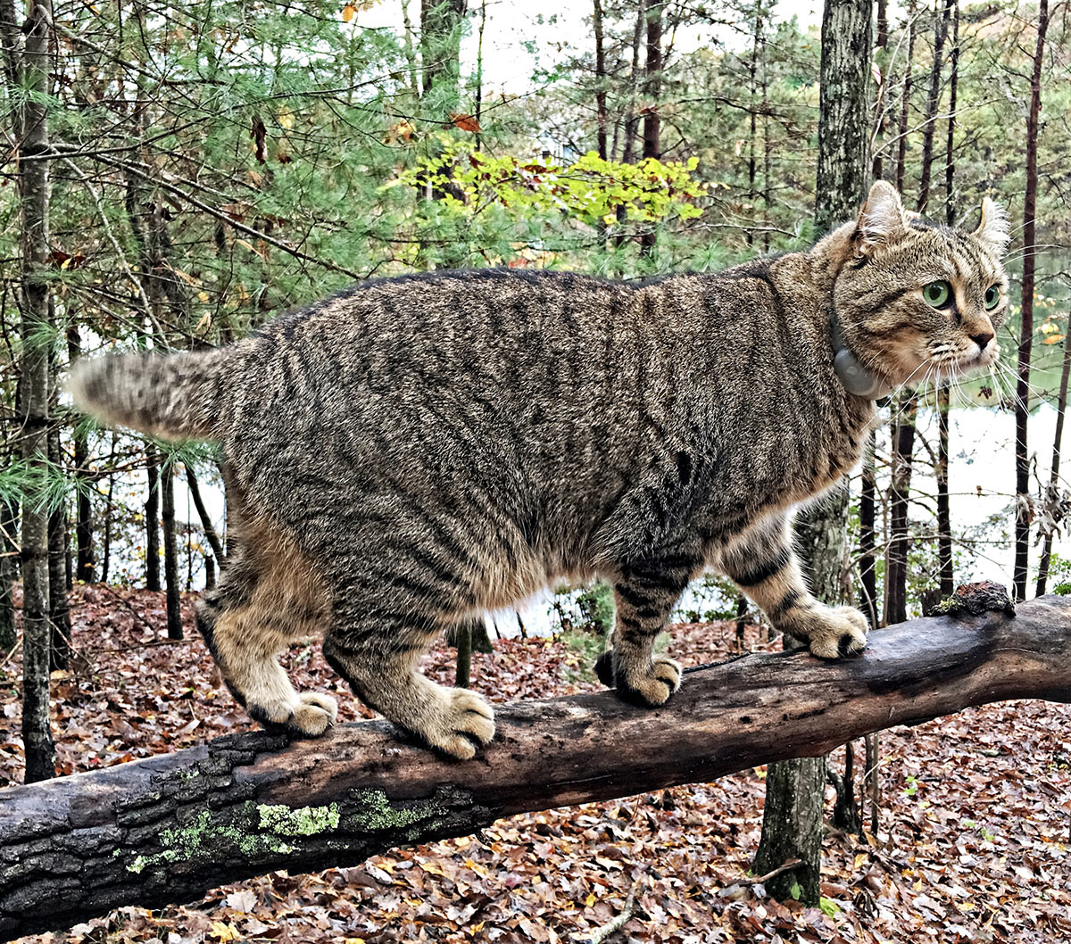 Understanding Highlander Cat Price and Worth: Unraveling 6 Exclusive Factors Influencing Them