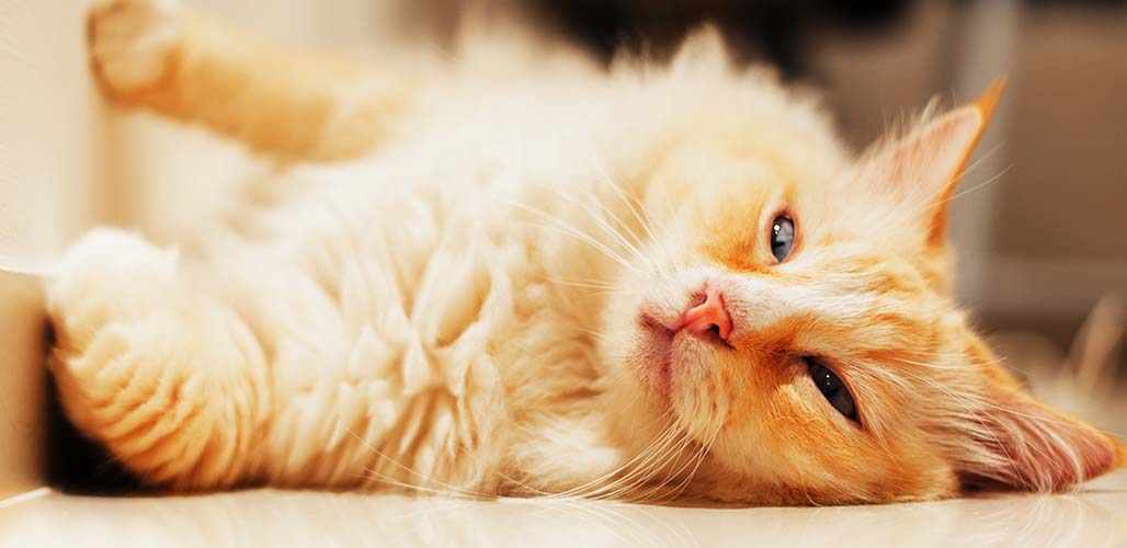 Unveiling the Charm of Orange Ragdoll Cat: The Complete Breed Information and More