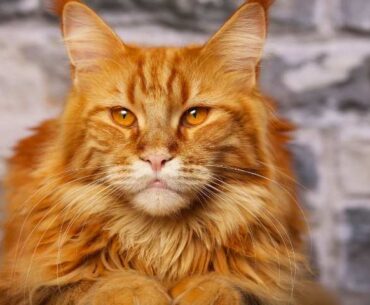 Unveiling the Charm of Orange Ragdoll Cat: The Complete Breed Information and More