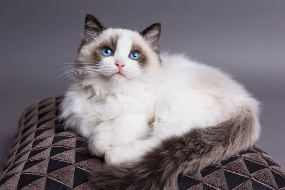 How Much is a Ragdoll Cat in 2024? The Comprehensive Guide to Cost of Ragdolls