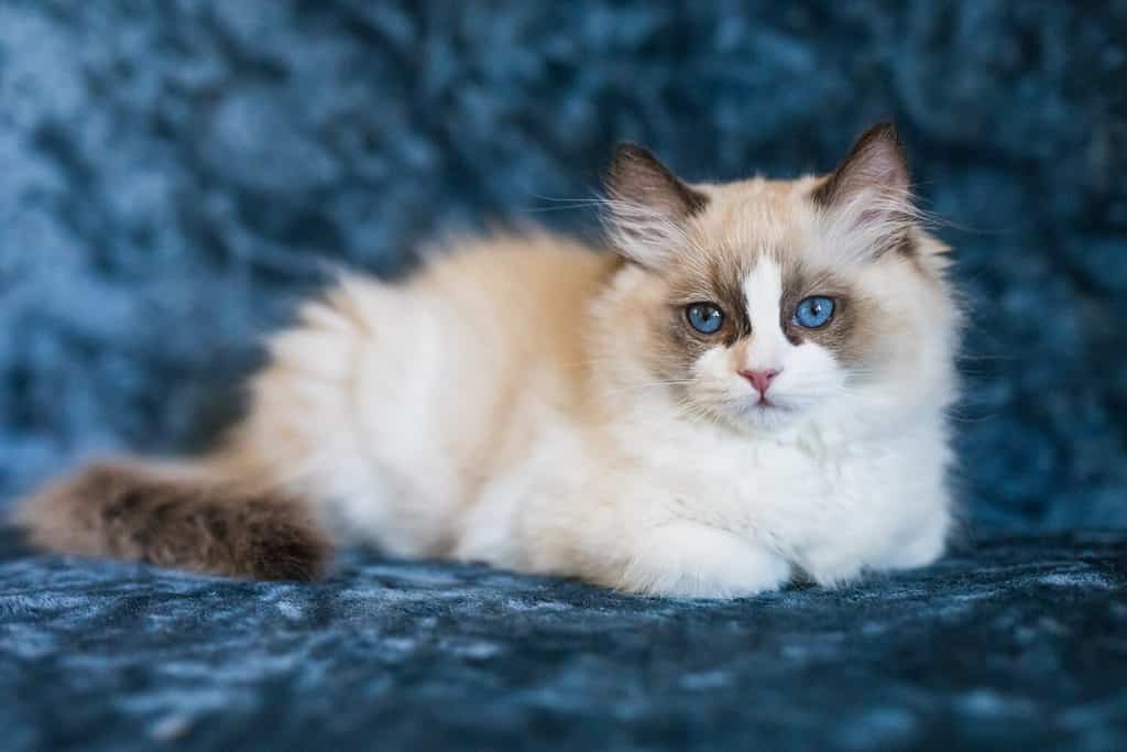 How Much is a Ragdoll Cat in 2024? The Comprehensive Guide to Cost of Ragdolls