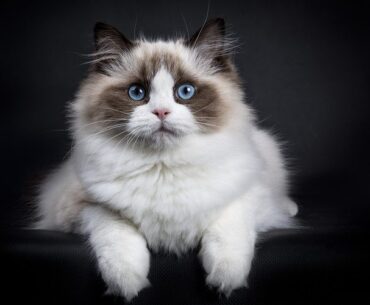 Ragdoll Cat Price: A Comprehensive Look at Rag Doll Costs in 2024