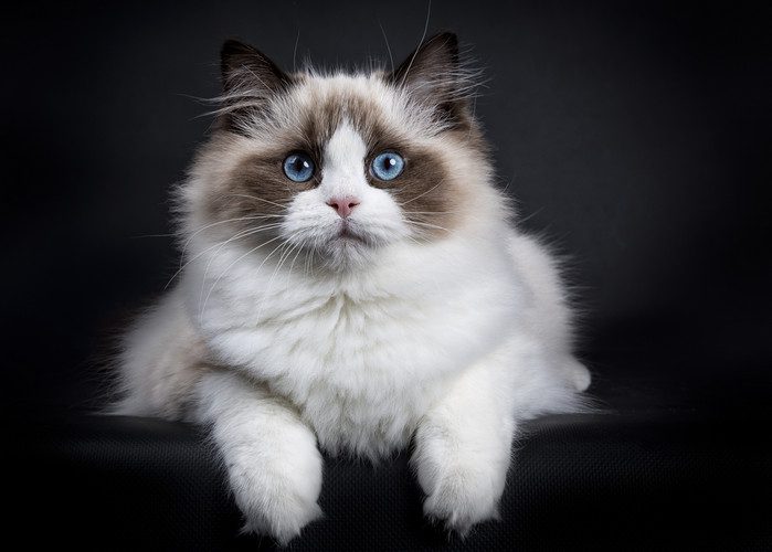 Ragdoll Cat Price: A Comprehensive Look at Rag Doll Costs in 2024