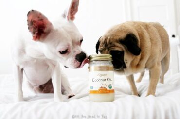 Coconut Oil for Dogs Teeth: A Complete Guide to Enhancing Your Dog's Oral Care