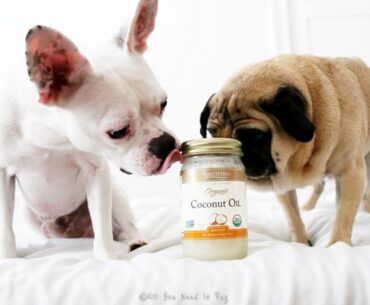 Coconut Oil for Dogs Teeth: A Complete Guide to Enhancing Your Dog's Oral Care