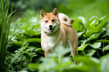 How Much Does a Shiba Inu Cost?