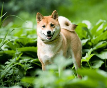 How Much Does a Shiba Inu Cost?