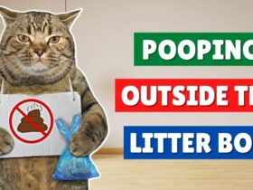 Why Does Cat Poop Outside Litter Box